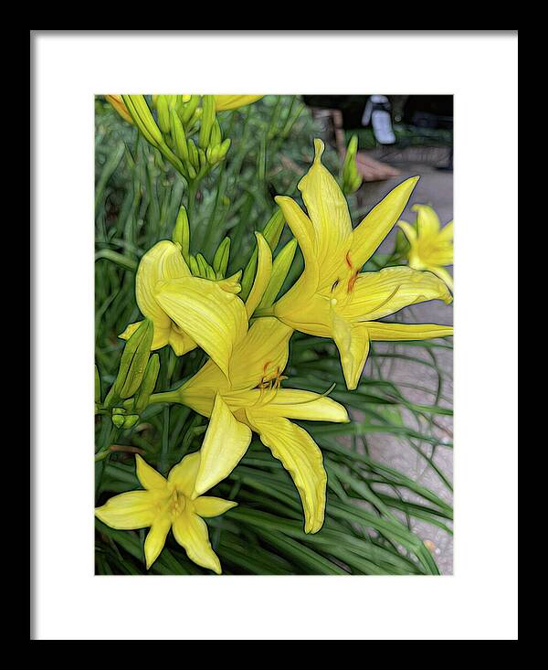 Yellow Daylilies In July - Framed Print