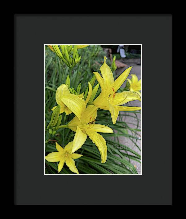 Yellow Daylilies In July - Framed Print