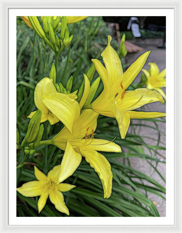 Yellow Daylilies In July - Framed Print