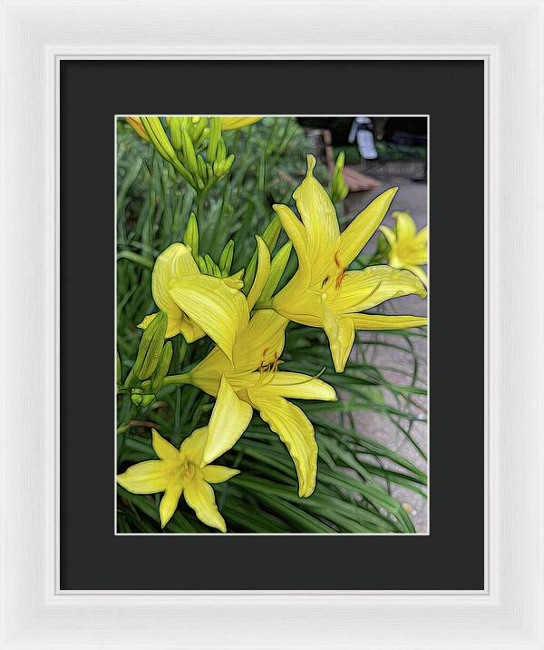 Yellow Daylilies In July - Framed Print