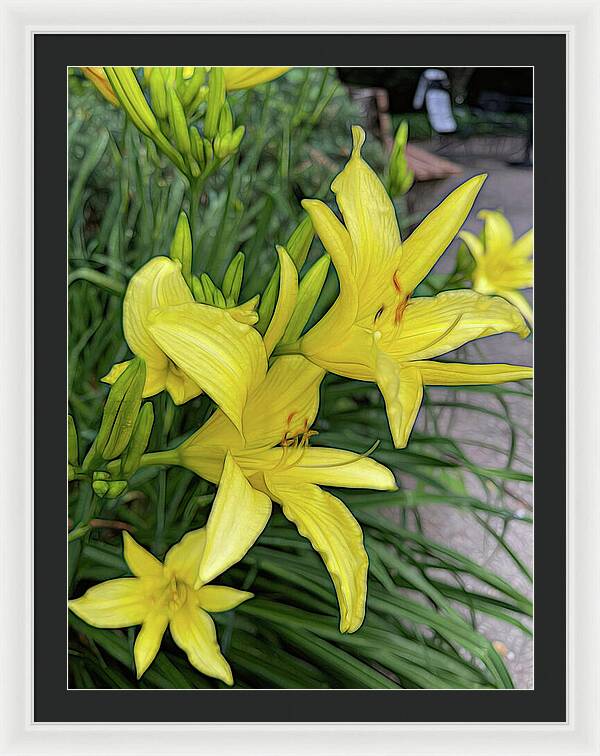 Yellow Daylilies In July - Framed Print