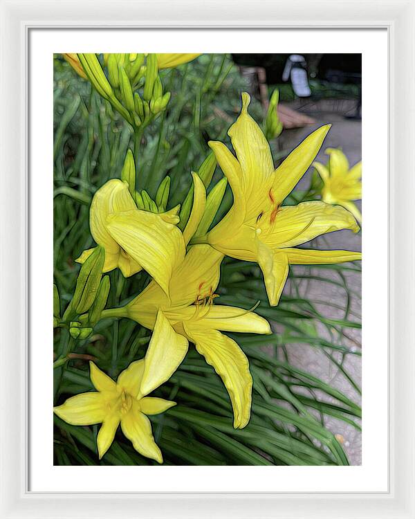 Yellow Daylilies In July - Framed Print