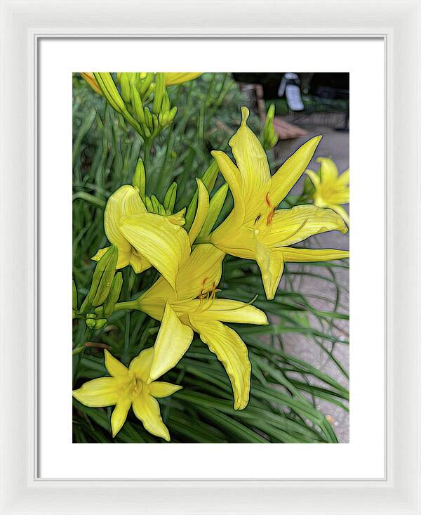 Yellow Daylilies In July - Framed Print