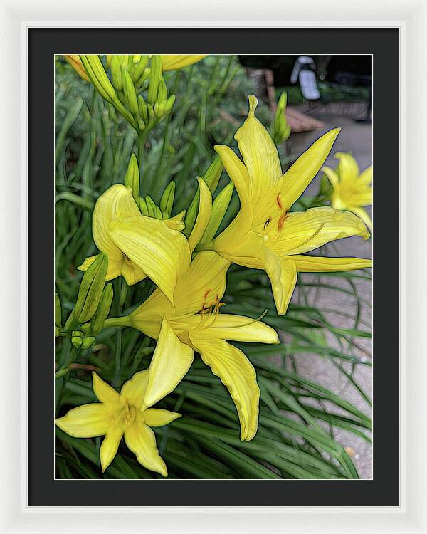 Yellow Daylilies In July - Framed Print