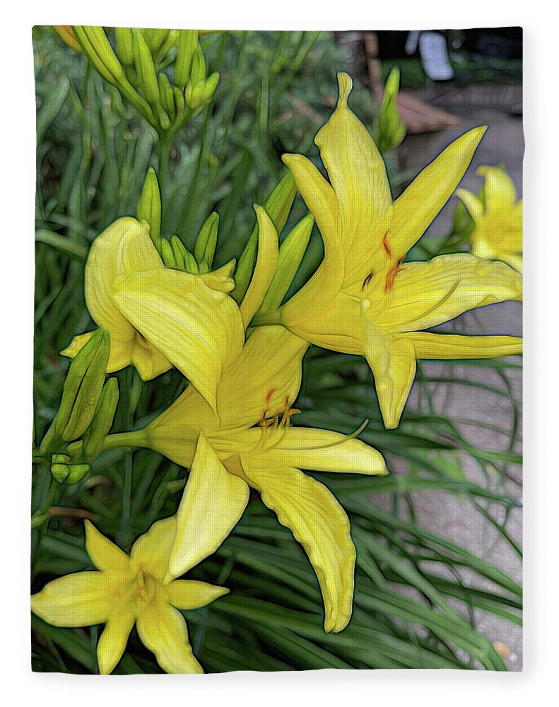 Yellow Daylilies In July - Blanket