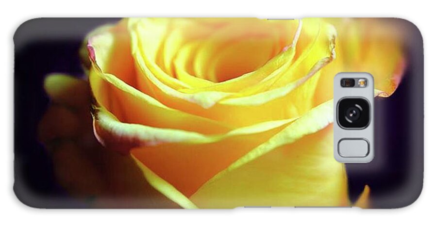 Yellow Rose Soft Light - Phone Case