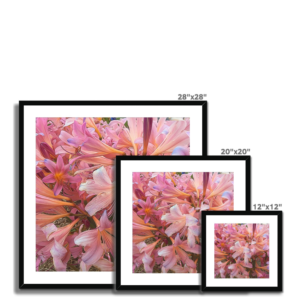 Pink Amaryllis Framed & Mounted Print