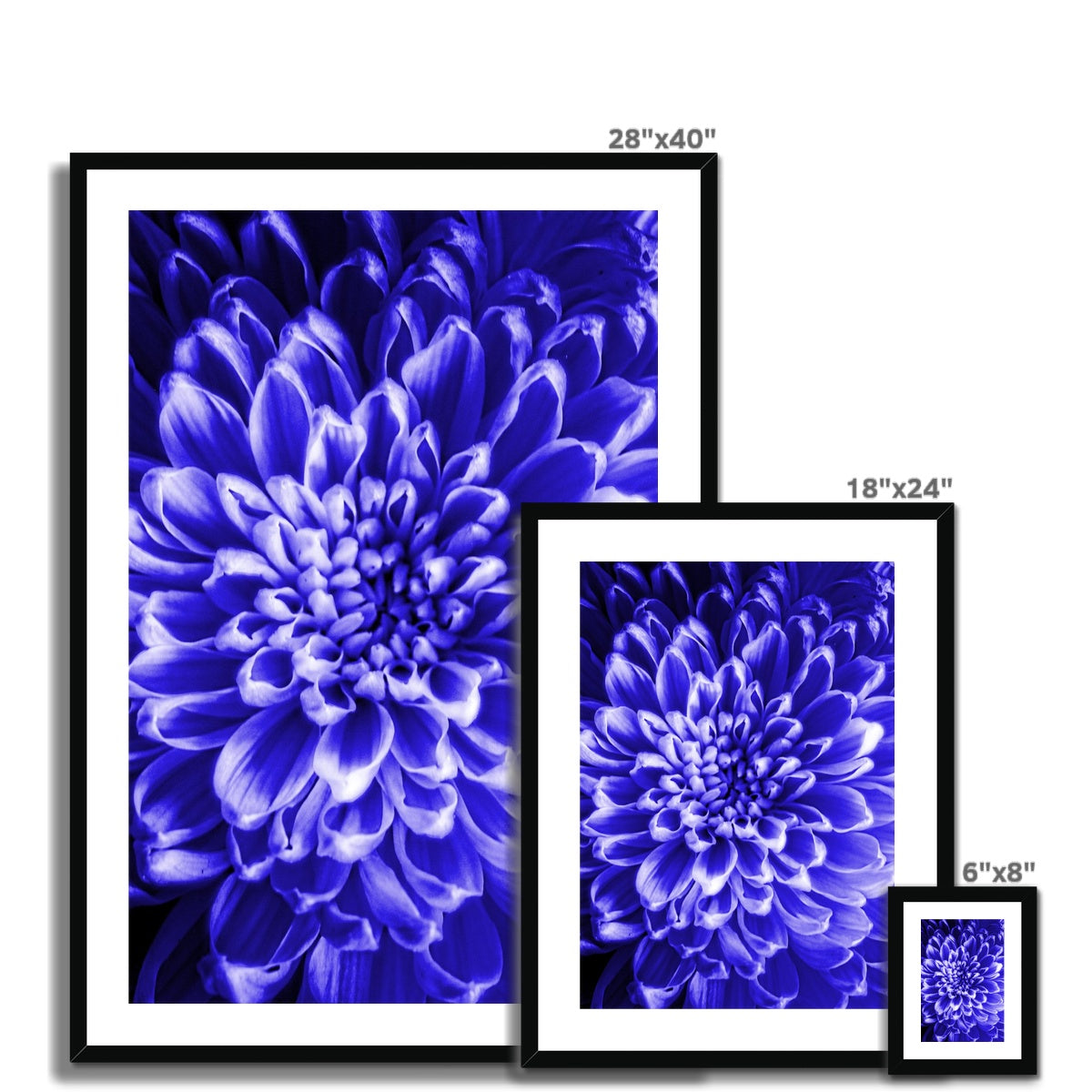 Blue Chrysanthemum Framed & Mounted Print