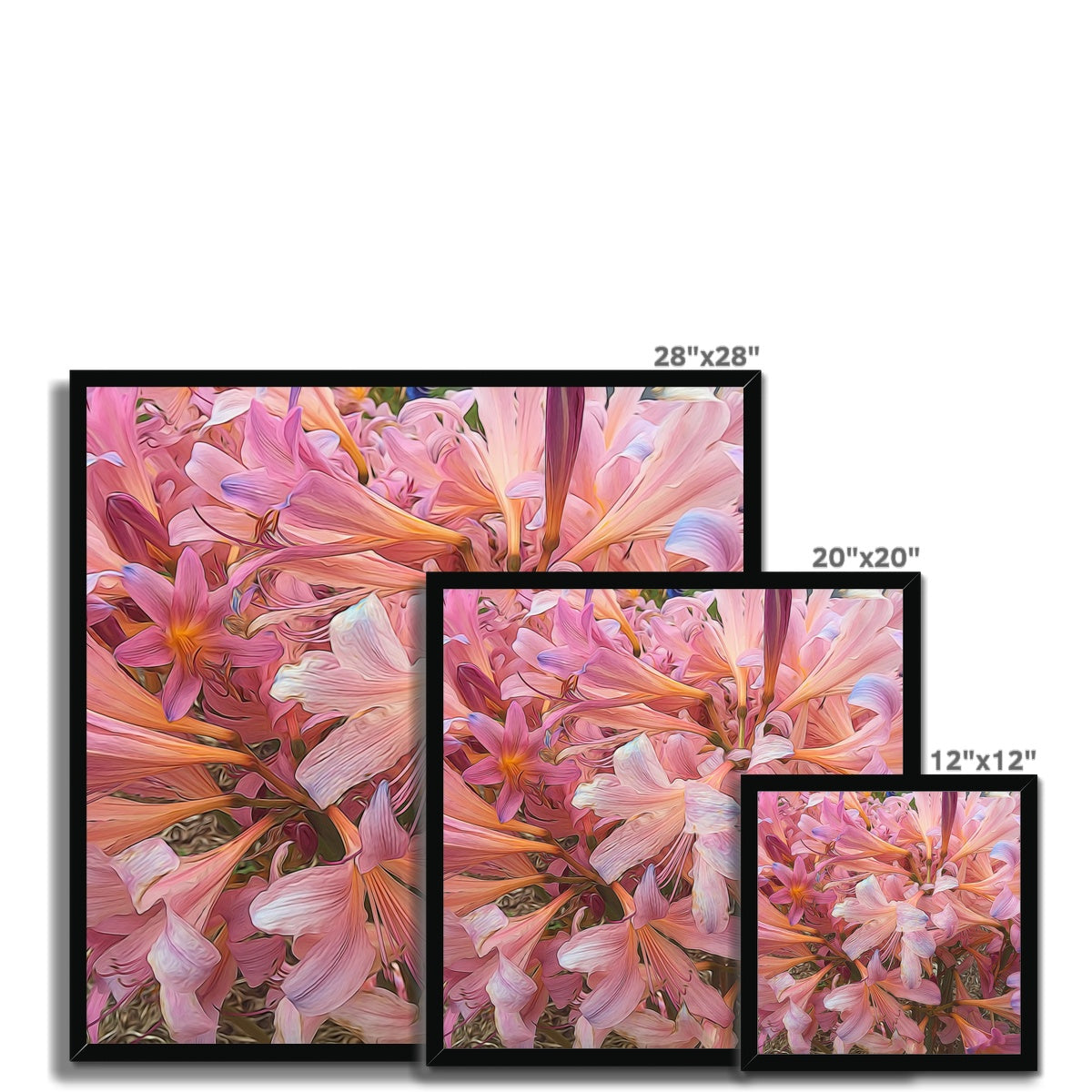 Pink Amaryllis Framed Print