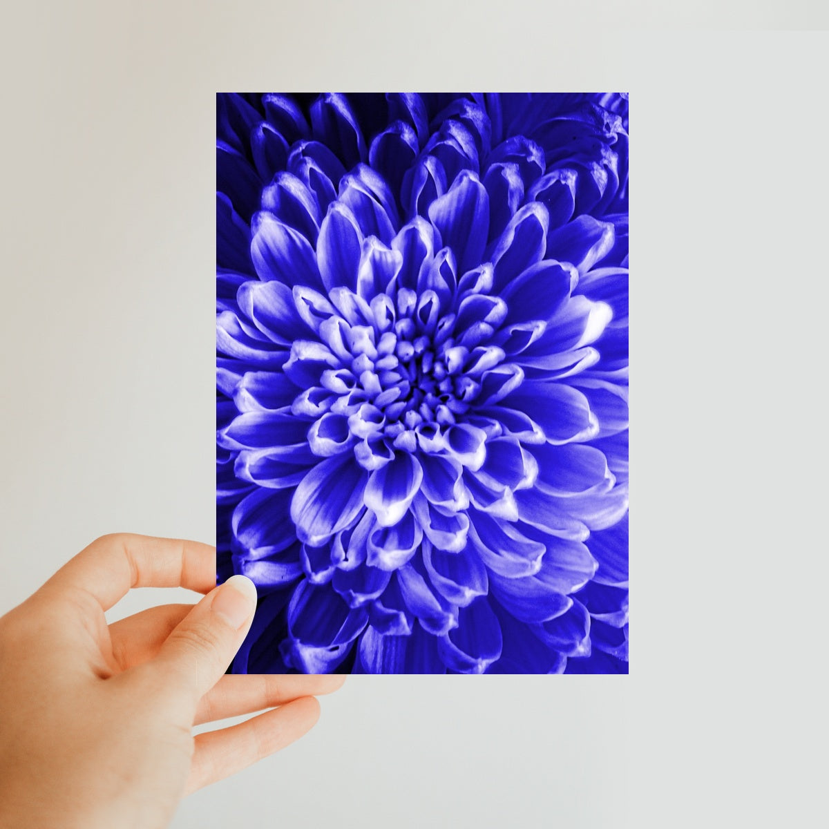 Blue Chrysanthemum Classic Postcard