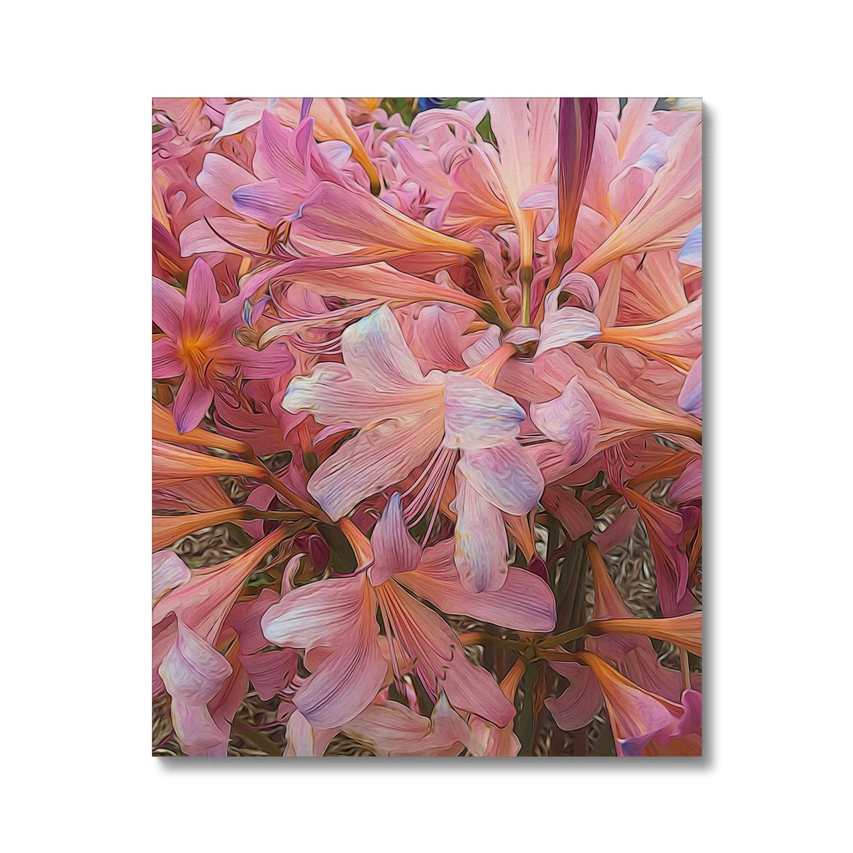 Pink Amaryllis Canvas