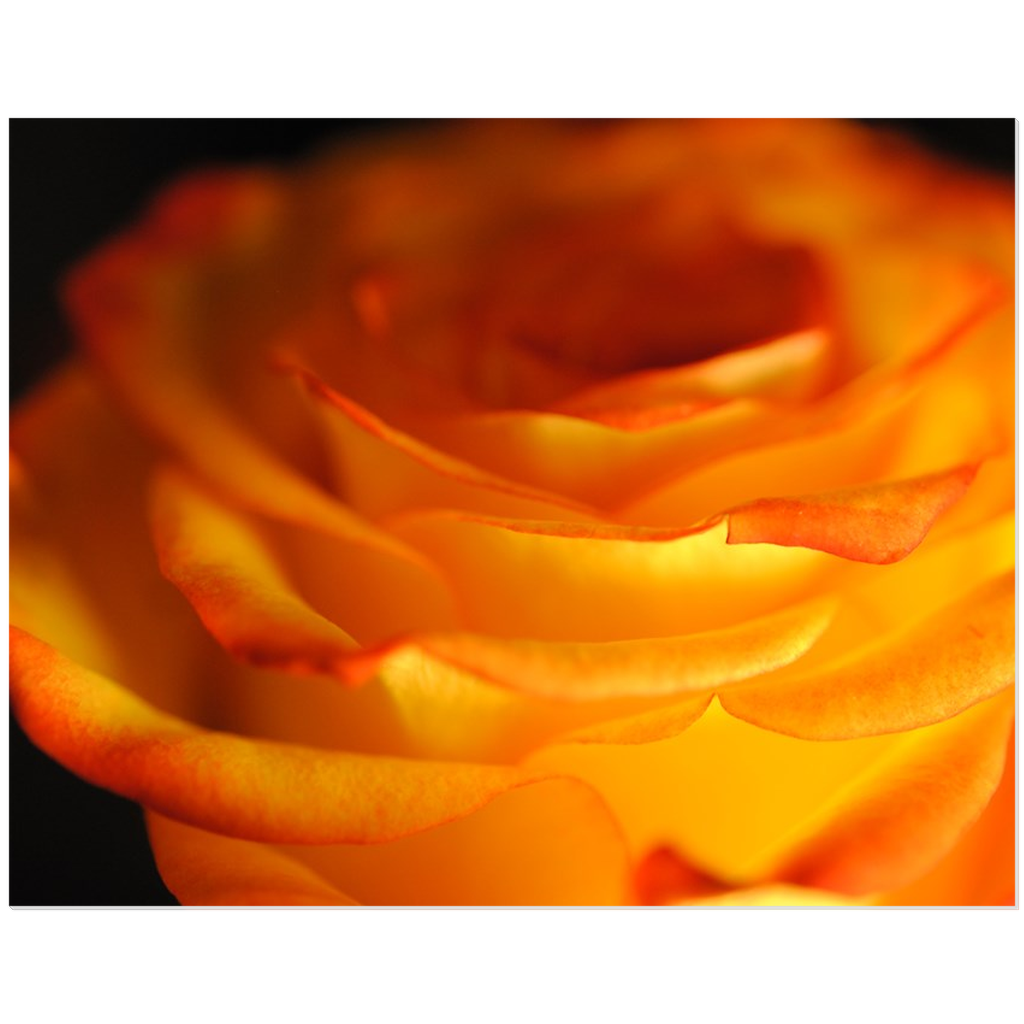 Orange Rose Close Up Acrylic Prints