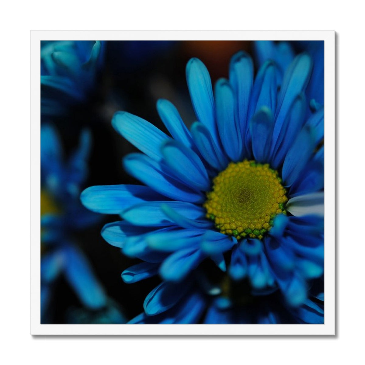 Blue Daisy Framed Print