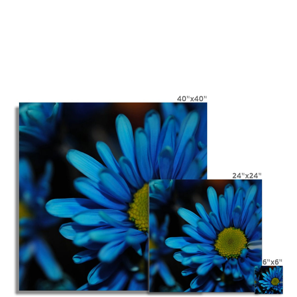 Blue Daisy Hahnemühle Photo Rag Print