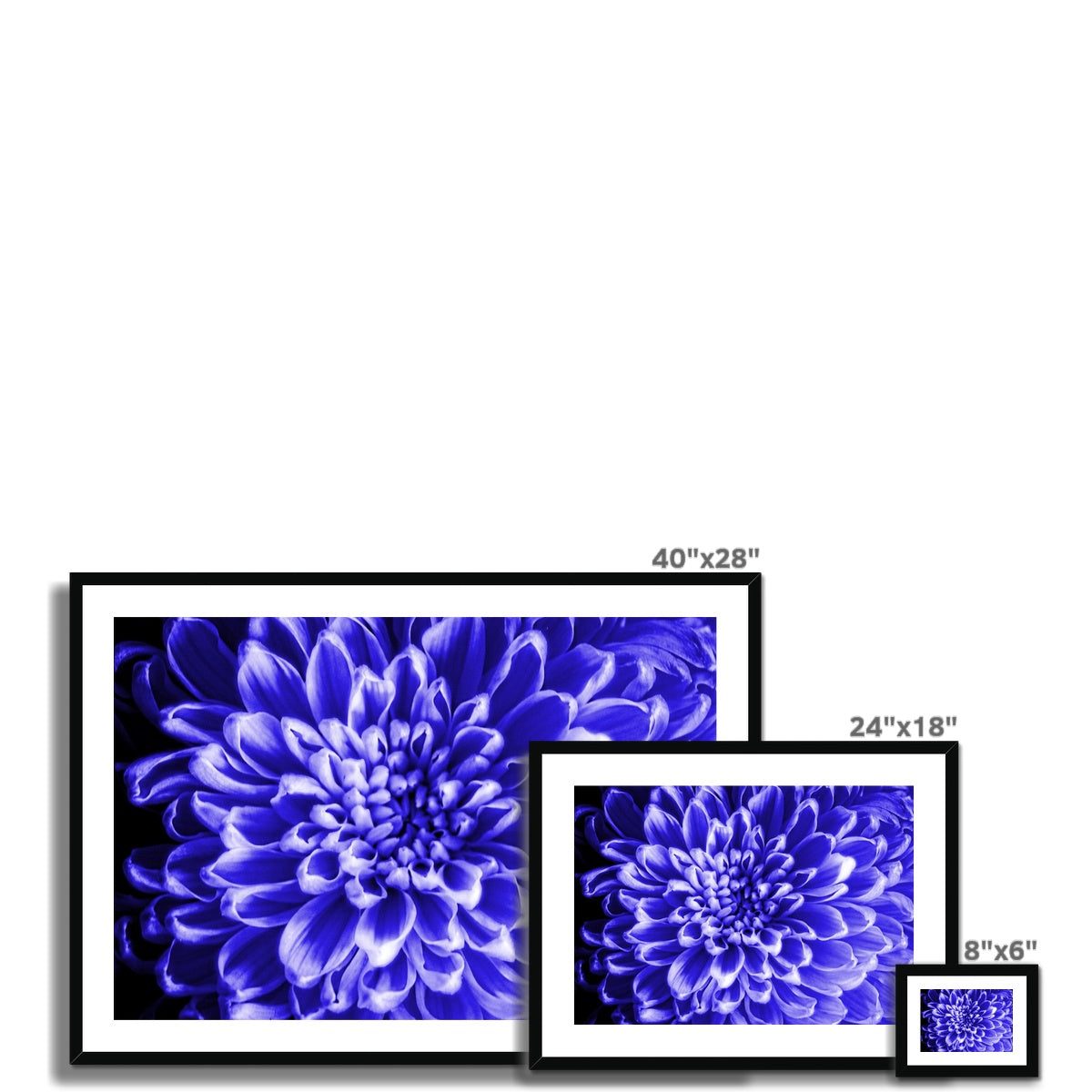 Blue Chrysanthemum Framed & Mounted Print