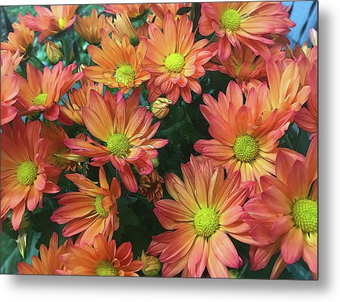 Cream and Pink Fall Flowers - Metal Print