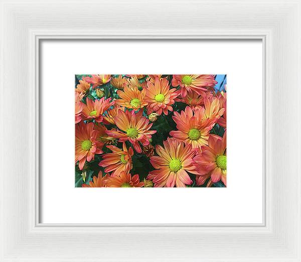 Cream and Pink Fall Flowers - Framed Print