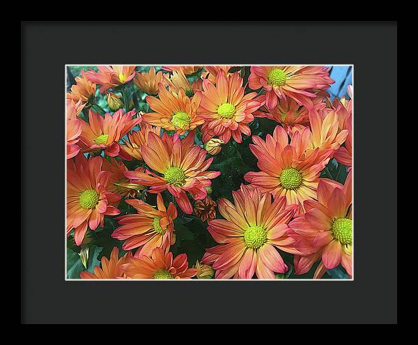 Cream and Pink Fall Flowers - Framed Print