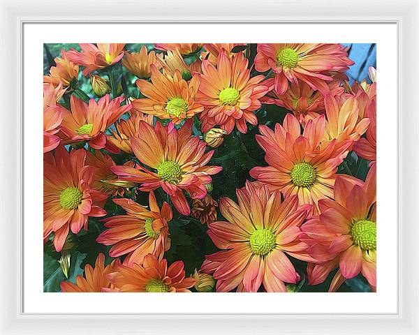 Cream and Pink Fall Flowers - Framed Print