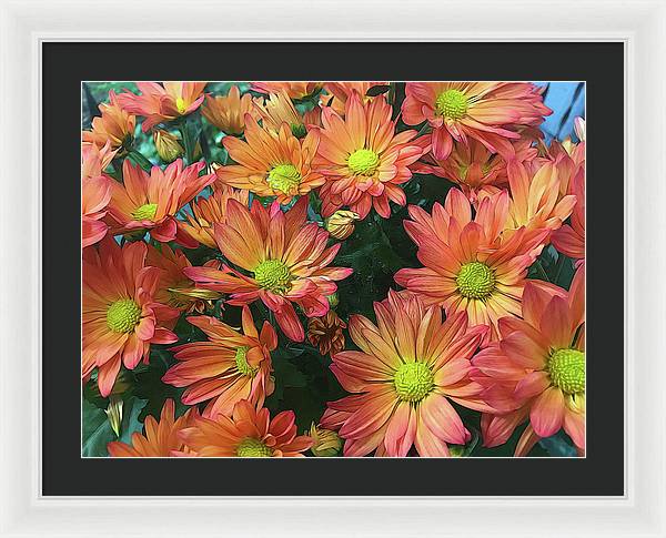 Cream and Pink Fall Flowers - Framed Print