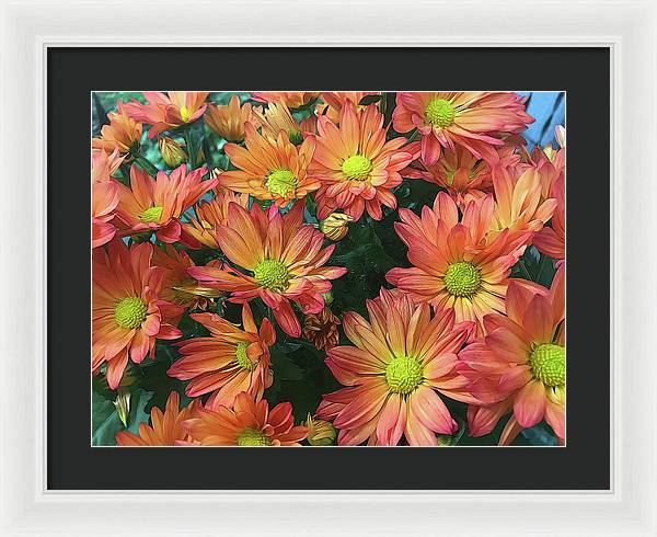 Cream and Pink Fall Flowers - Framed Print