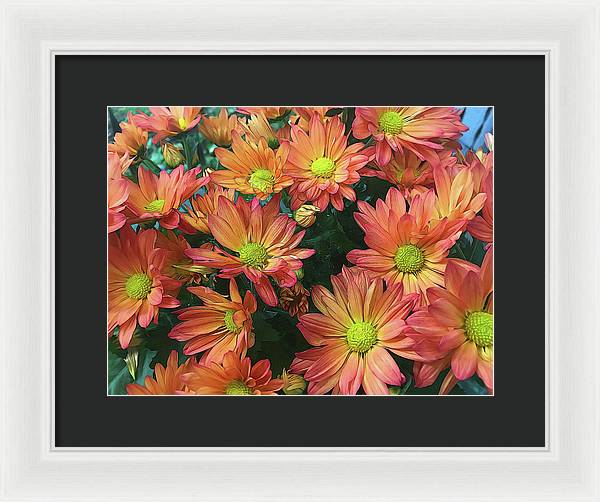 Cream and Pink Fall Flowers - Framed Print