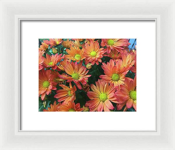 Cream and Pink Fall Flowers - Framed Print