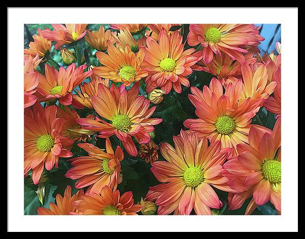 Cream and Pink Fall Flowers - Framed Print