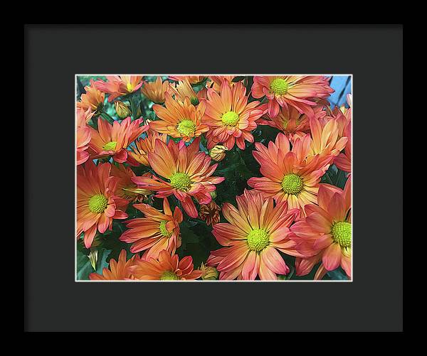 Cream and Pink Fall Flowers - Framed Print