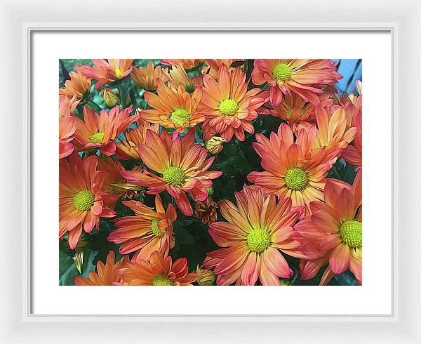 Cream and Pink Fall Flowers - Framed Print