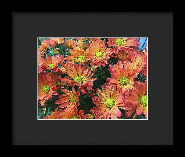 Cream and Pink Fall Flowers - Framed Print