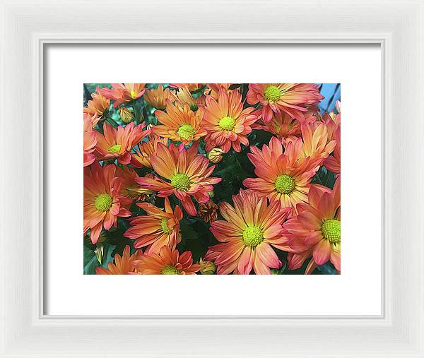 Cream and Pink Fall Flowers - Framed Print