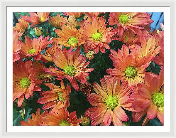 Cream and Pink Fall Flowers - Framed Print