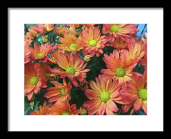 Cream and Pink Fall Flowers - Framed Print