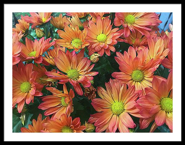 Cream and Pink Fall Flowers - Framed Print