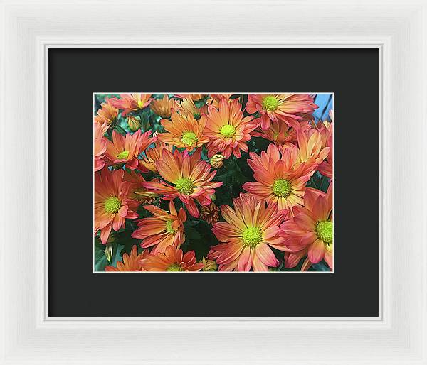 Cream and Pink Fall Flowers - Framed Print