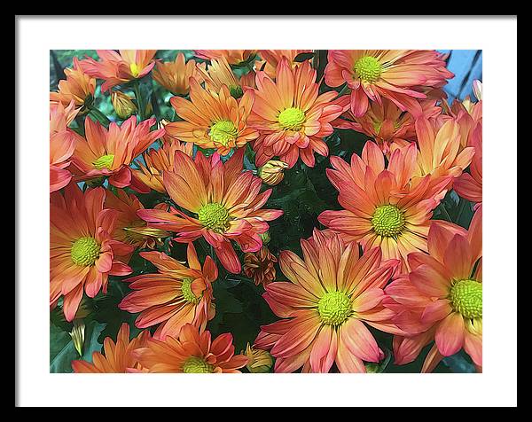 Cream and Pink Fall Flowers - Framed Print