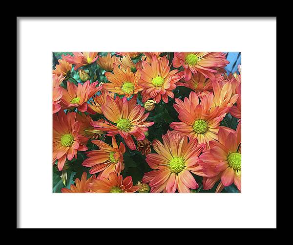 Cream and Pink Fall Flowers - Framed Print