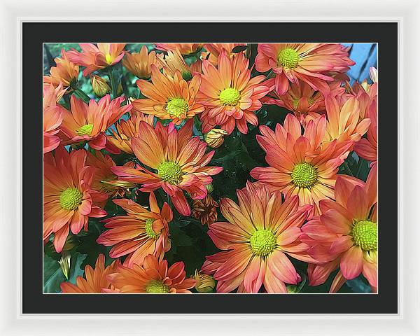 Cream and Pink Fall Flowers - Framed Print