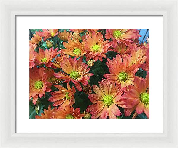 Cream and Pink Fall Flowers - Framed Print