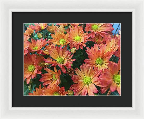 Cream and Pink Fall Flowers - Framed Print