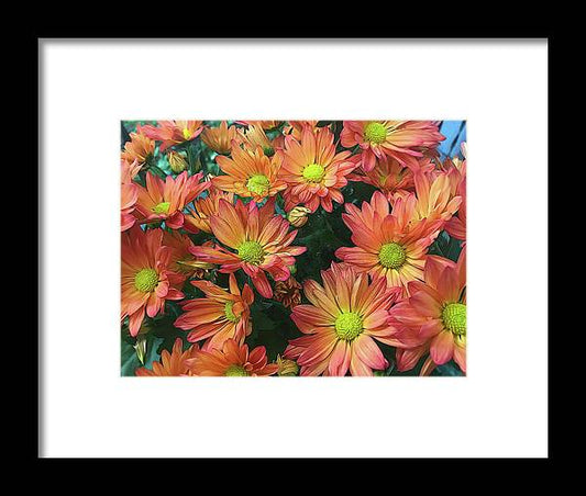Cream and Pink Fall Flowers - Framed Print