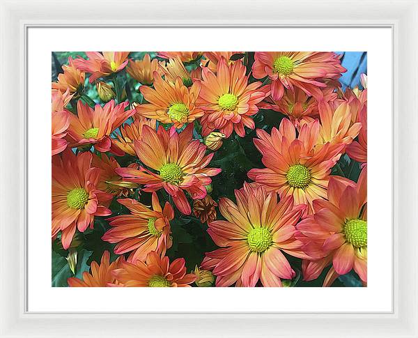 Cream and Pink Fall Flowers - Framed Print