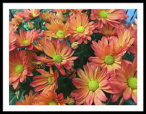 Cream and Pink Fall Flowers - Framed Print