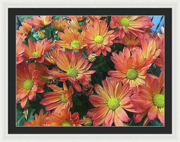 Cream and Pink Fall Flowers - Framed Print