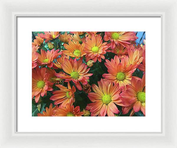 Cream and Pink Fall Flowers - Framed Print