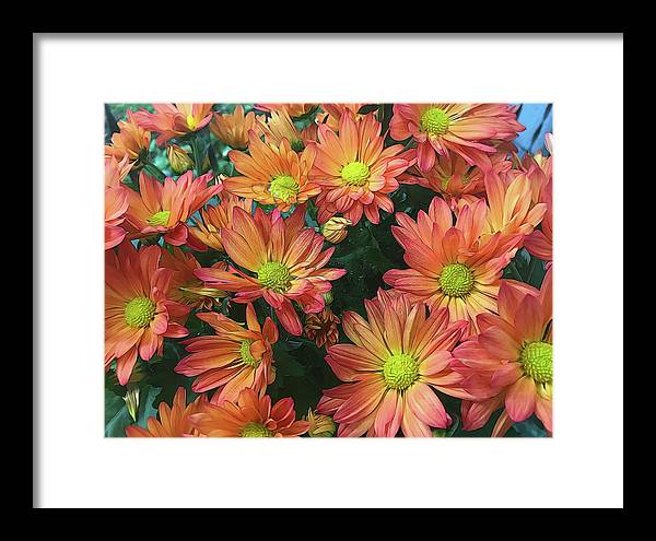 Cream and Pink Fall Flowers - Framed Print