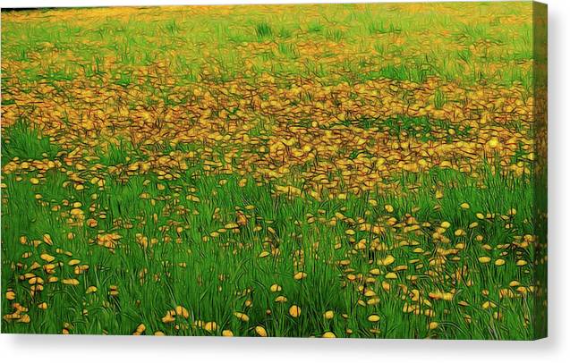 Dandelion Field - Canvas Print