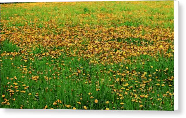 Dandelion Field - Canvas Print
