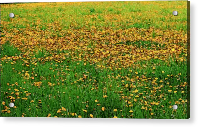 Dandelion Field - Acrylic Print